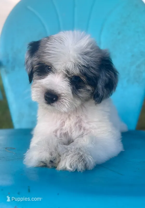 Wellsy – Miniature Schnauzer puppy for sale in Booneville, AR