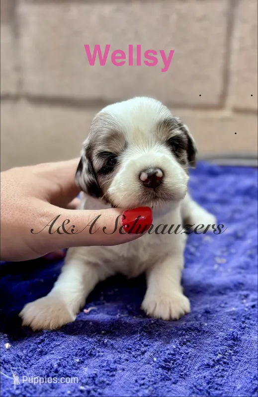 Wellsy – Miniature Schnauzer puppy for sale in Booneville, AR