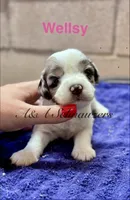 Wellsy, a female Miniature Schnauzer for sale in Booneville, AR – 1 of 6