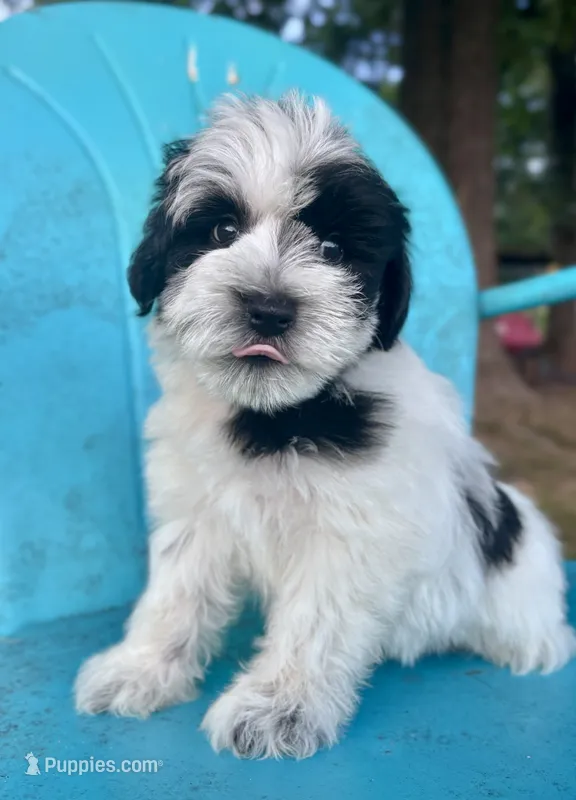Dean – Miniature Schnauzer puppy for sale in Booneville, AR