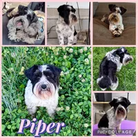 Tucker, a male Miniature Schnauzer for sale in Booneville, AR – 6 of 6