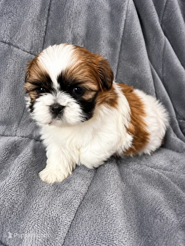 Bon Jovi – Shih Tzu puppy for sale in Newark, DE
