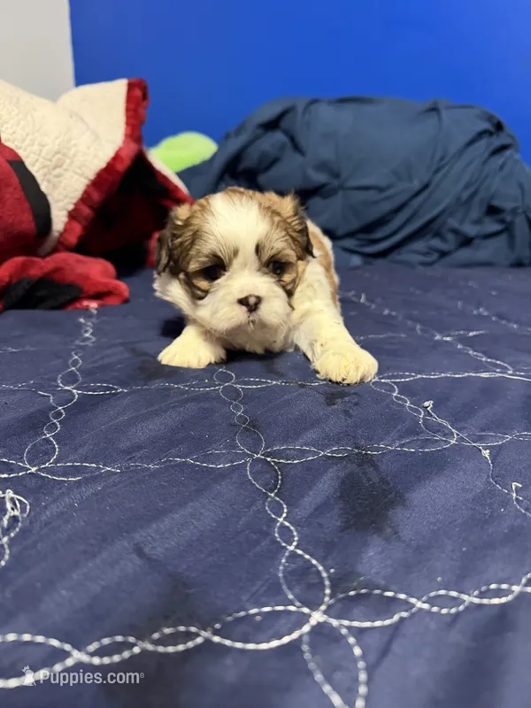 Moomoo – Shih Tzu puppy for sale in Middletown, DE
