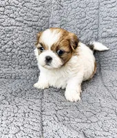 Bella, a female Shih Tzu for sale in Newark, DE – 2 of 2