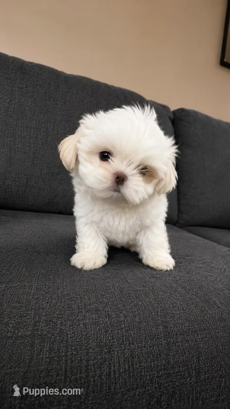 Snow – Shih Tzu puppy for sale in Newark, DE