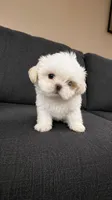 Snow, a female Shih Tzu for sale in Newark, DE – 1 of 6