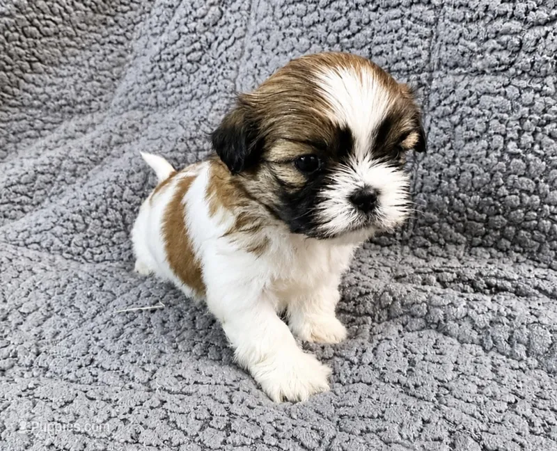 Aiden – Shih Tzu puppy for sale in Newark, DE