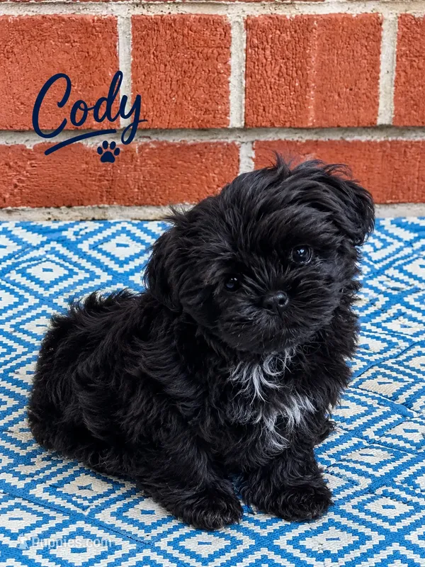 Cody – Shih Tzu puppy for sale in Newark, DE