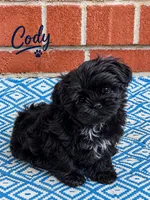 Cody, a male Shih Tzu for sale in Newark, DE – 1 of 1