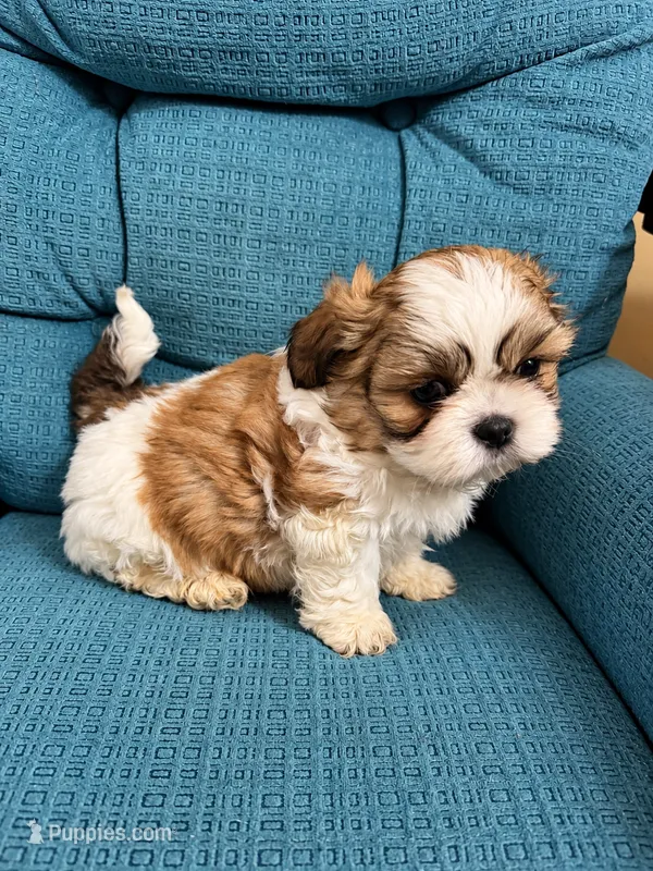 Moe – Shih Tzu puppy for sale in Middletown, DE