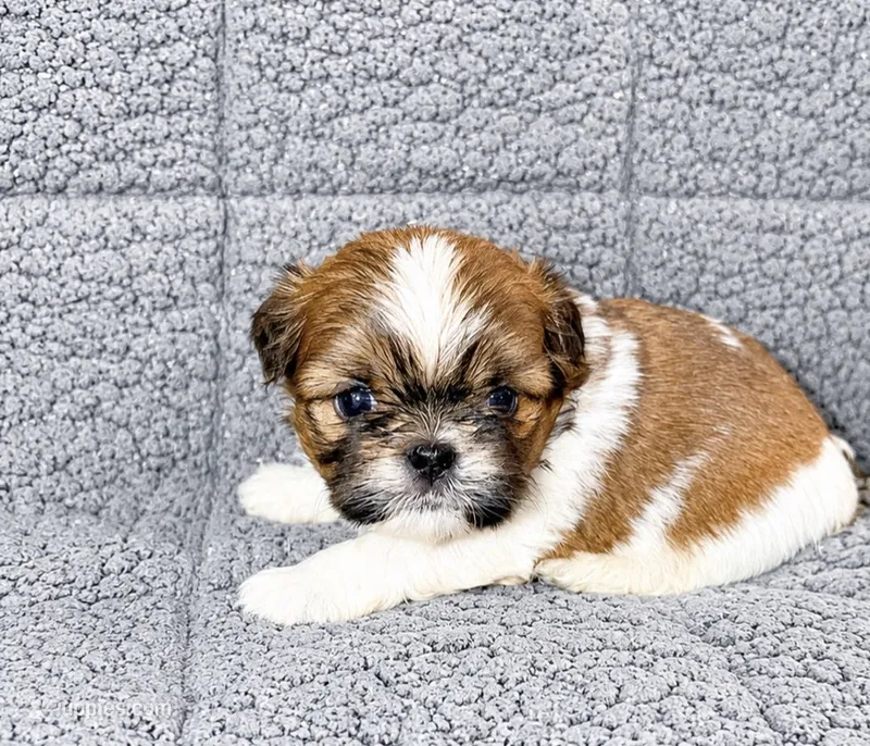 Blake – Shih Tzu puppy for sale in Newark, DE