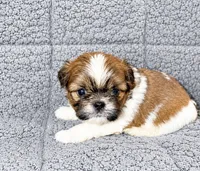 Blake, a male Shih Tzu for sale in Newark, DE – 1 of 1