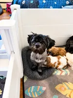 Creed, a male Shih Tzu for sale in Newark, DE – 3 of 3