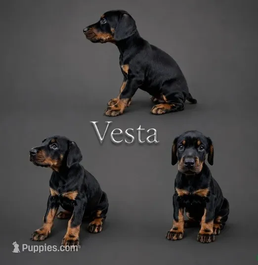 Vesta – Doberman Pinscher puppy for sale in Newark, DE