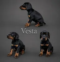Vesta, a female Doberman Pinscher for sale in Newark, DE – 1 of 3