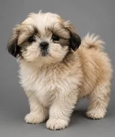 Opal, a female Shih Tzu for sale in Newark, DE – 3 of 3