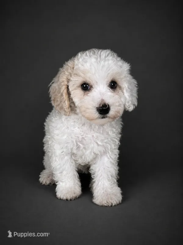 Oliver – Bichpoo puppy for sale in Newark, DE