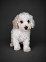 Oliver, a male Bichpoo for sale in Newark, DE – 1 of 2