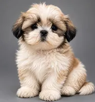 Opal, a female Shih Tzu for sale in Newark, DE – 2 of 3