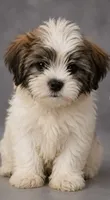 Benny, a male Shorkie for sale in Newark, DE – 1 of 1