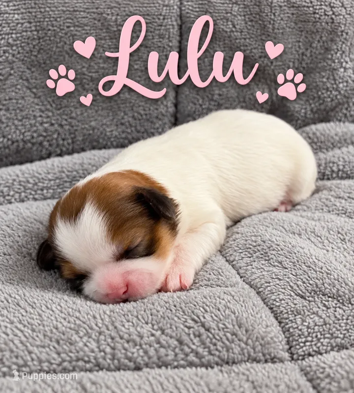 Lulu – Shih Tzu puppy on hold in Middletown, DE