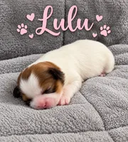Lulu, a female Shih Tzu for sale in Middletown, DE – 1 of 1
