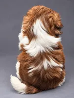 Bambi, a female Shih Tzu for sale in Middletown, DE – 2 of 6