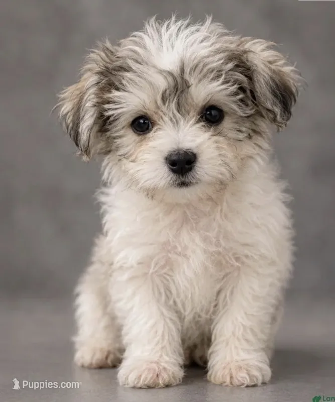 Misty – Havapoo puppy for sale in Middletown, DE