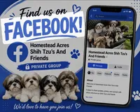 Pepper, a female Havapoo for sale in Middletown, DE – 2 of 5