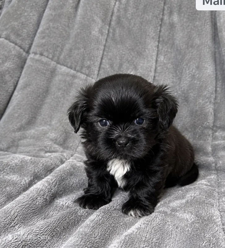 Creed – Shih Tzu puppy for sale in Newark, DE