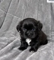 Creed, a male Shih Tzu for sale in Newark, DE – 1 of 3