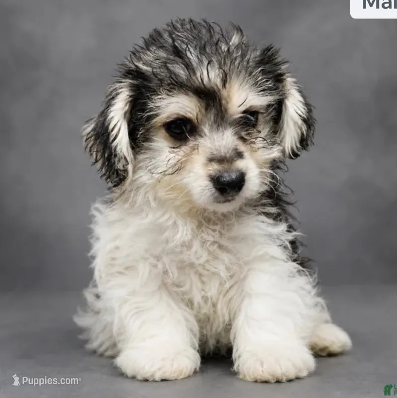 Lester – Havapoo puppy for sale in Middletown, DE