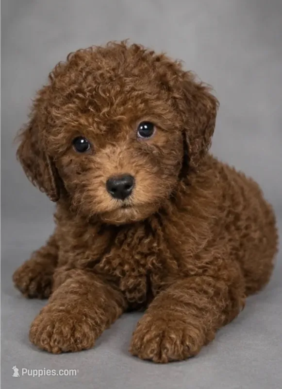 Peaches – Miniature Goldendoodle puppy for sale in Middletown, DE
