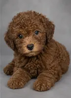 Peaches, a female Miniature Goldendoodle for sale in Middletown, DE – 1 of 2