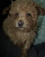 Freddy/Mickey, a male Poodle - Miniature  for sale in Newark, DE – Photo 2 of 6