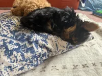 Freddy/Mickey, a male Poodle - Miniature  for sale in Newark, DE – Photo 6 of 6