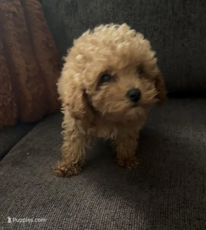 Freddy/Mickey – Poodle - Miniature  puppy for sale in Newark, DE