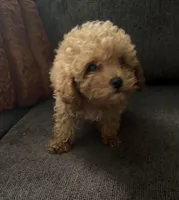 Freddy/Mickey, a male Poodle - Miniature  for sale in Newark, DE – Photo 1 of 6