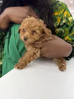 Freddy/Mickey, a male Poodle - Miniature  for sale in Newark, DE – Photo 5 of 6