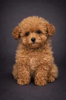Freddy/Mickey, a male Poodle - Miniature  for sale in Newark, DE – Photo 3 of 6