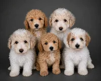 Mia, a female Bichpoo for sale in Newark, DE – 2 of 2