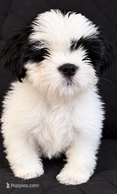 Oliver – Shih Tzu puppy for sale in Middletown, DE