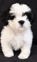 Oliver, a male Shih Tzu for sale in Middletown, DE – 1 of 1