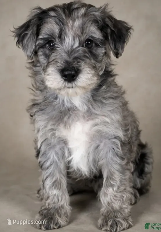 Elijah – Goldendoodle puppy for sale in Newark, DE