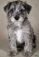 Elijah, a male Goldendoodle for sale in Newark, DE – 1 of 1