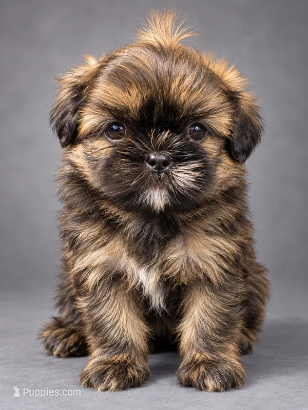 Mocha  – Shih Tzu puppy for sale in Middletown, DE