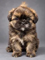 Mocha , a female Shih Tzu for sale in Middletown, DE – 1 of 7