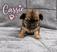 Cassie, a female Shih Tzu for sale in Middletown, DE – 1 of 1
