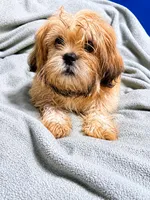 Kai, a male Shih Tzu and Yorkshire Terrier for sale in Newark, DE – 1 of 3