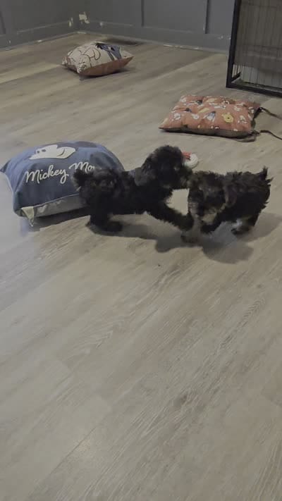 Ellie, a female Yorkipoo for sale in Middletown, DE – 2 of 2